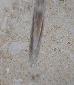 Hibolithes sp. (MONTFORT 1808) & Becherschwamm indet. - Bild &copy; FossNet FossilienStore